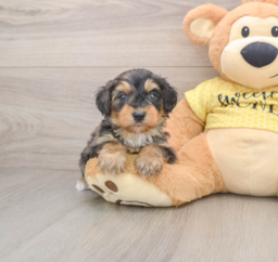 8 week old Mini Aussiedoodle Puppy For Sale - Puppy Love PR