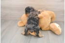 Mini Aussiedoodle Pup Being Cute