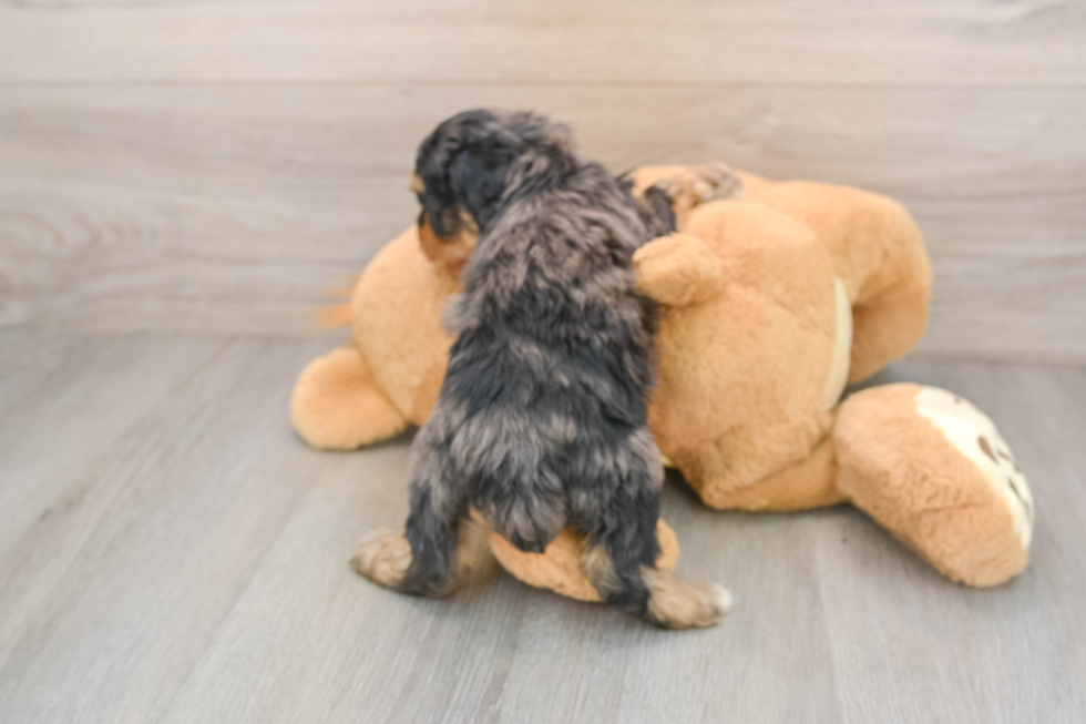 Mini Aussiedoodle Pup Being Cute