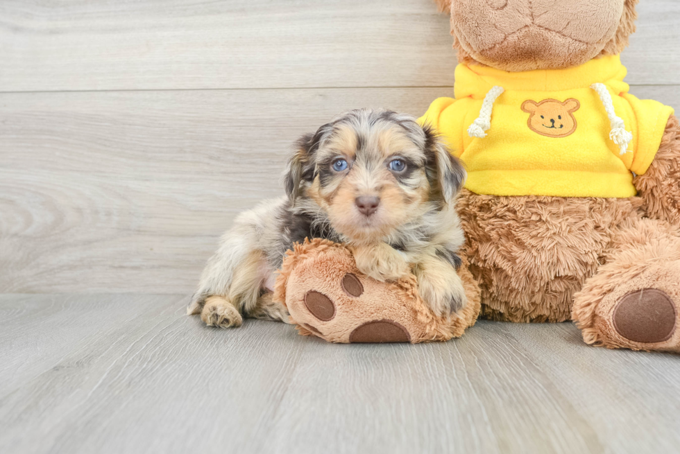 Small Mini Aussiedoodle Baby