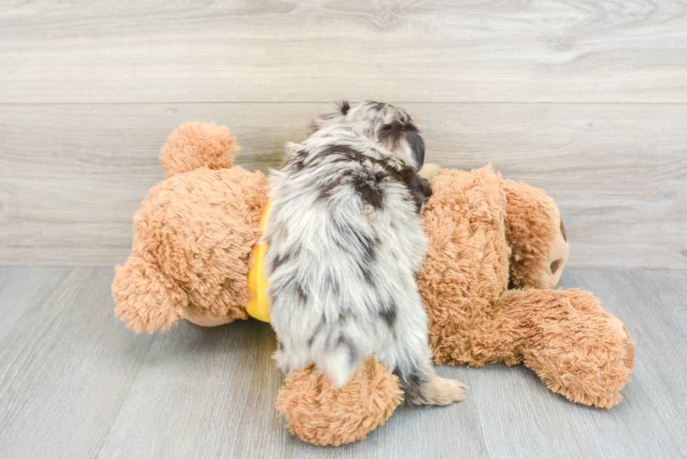 Mini Aussiedoodle Puppy for Adoption