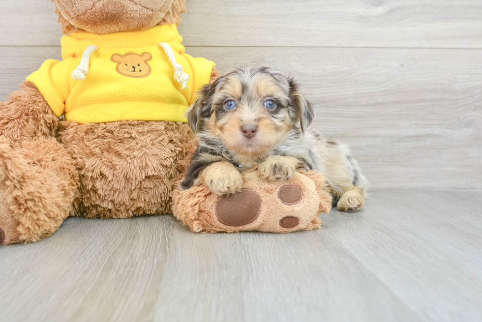 Mini Aussiedoodle Puppy for Adoption