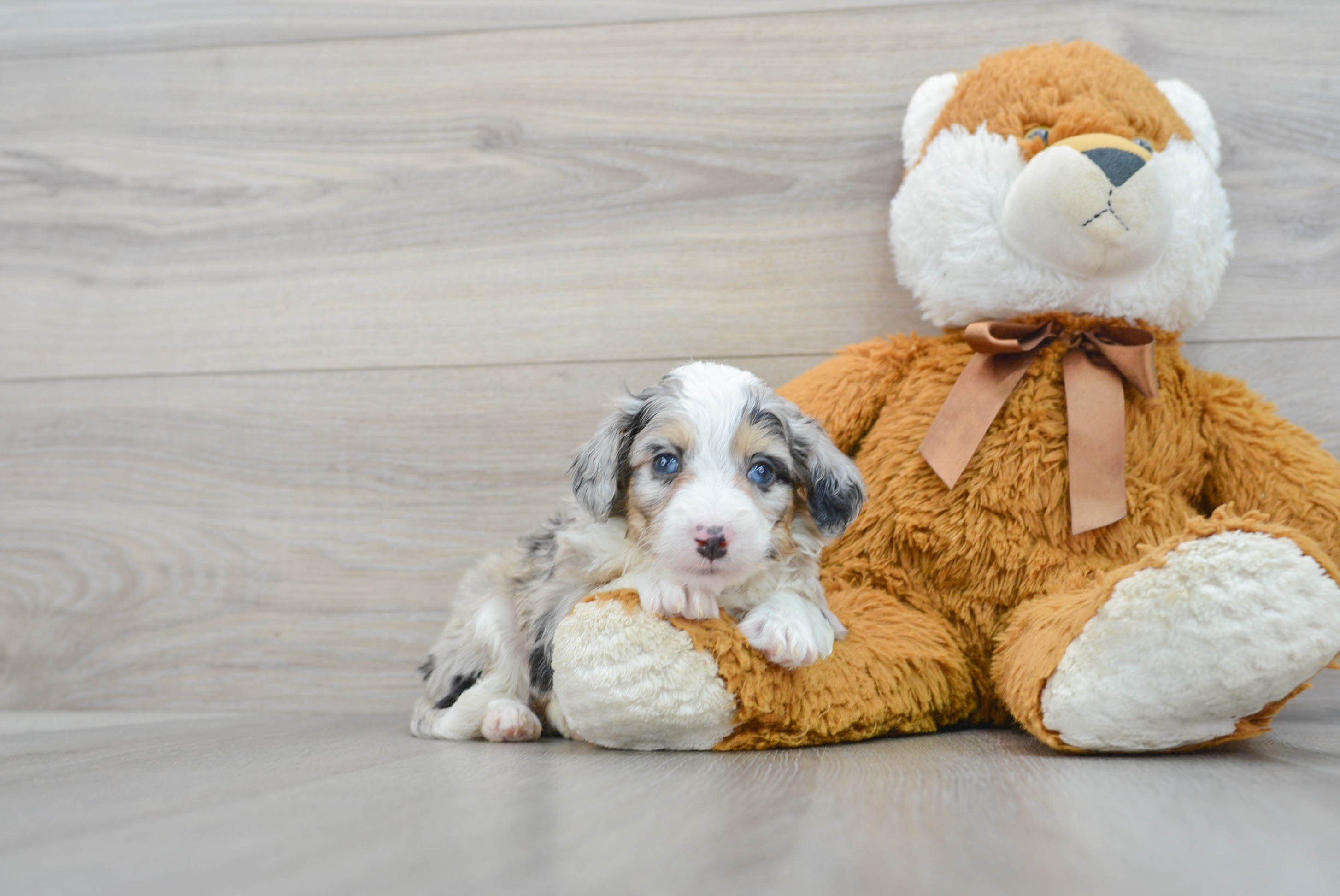 Small Mini Aussiedoodle Baby