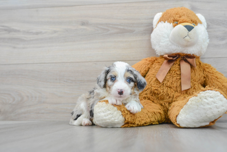 Meet Cosmos - our Mini Aussiedoodle Puppy Photo 1/3 - Puppy Love PR Small Mini Aussiedoodle Baby