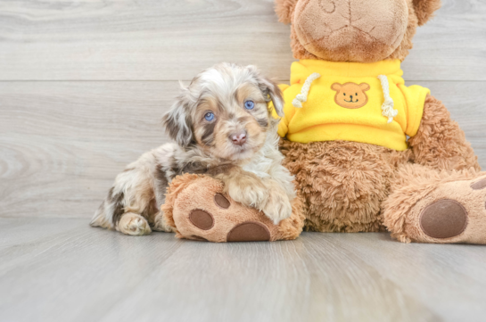 Mini Aussiedoodle Puppy for Adoption