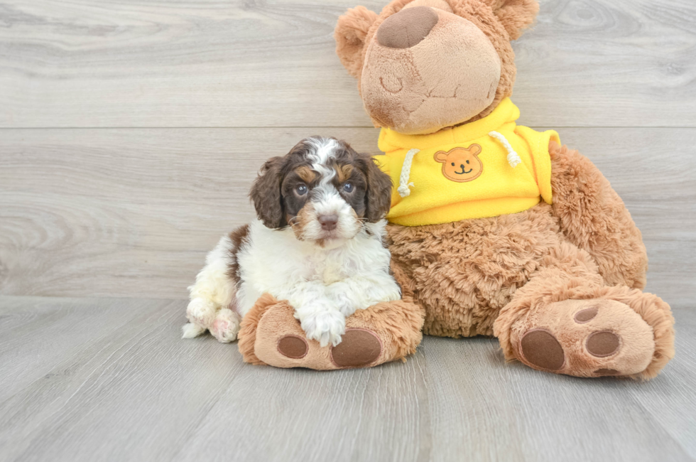 9 week old Mini Aussiedoodle Puppy For Sale - Puppy Love PR