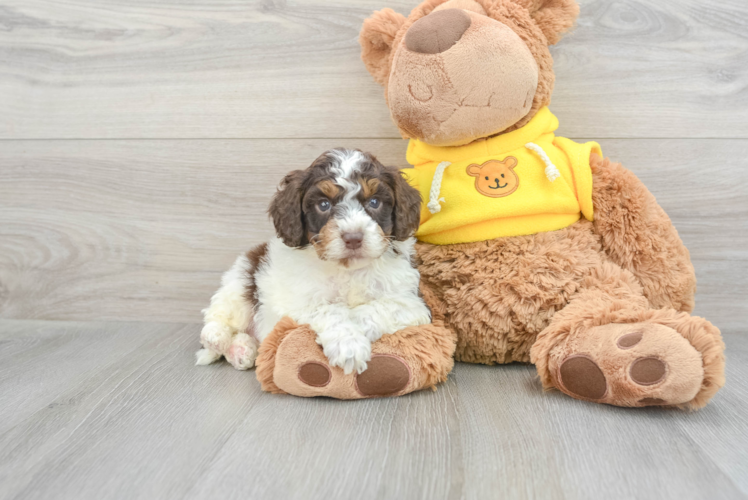 Meet Cosmos - our Mini Aussiedoodle Puppy Photo 1/3 - Puppy Love PR Playful Aussiepoo Poodle Mix Puppy