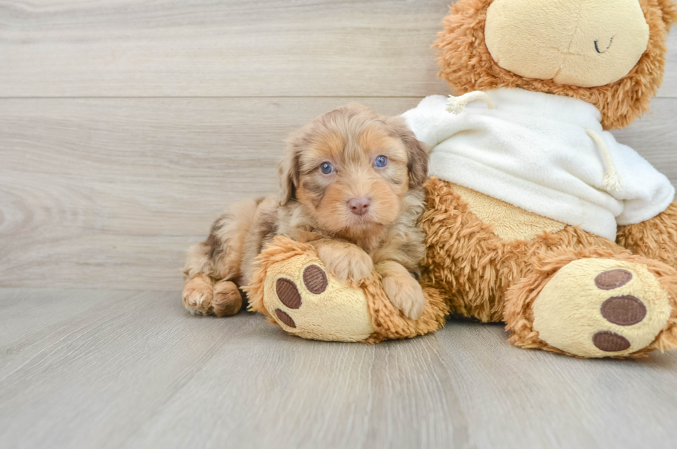 7 week old Mini Aussiedoodle Puppy For Sale - Puppy Love PR