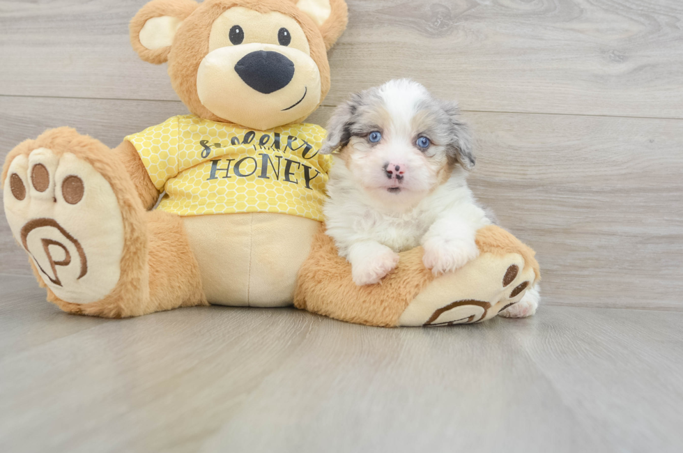 6 week old Mini Aussiedoodle Puppy For Sale - Puppy Love PR