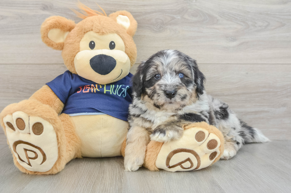 6 week old Mini Aussiedoodle Puppy For Sale - Puppy Love PR