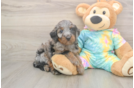 Mini Aussiedoodle Puppy for Adoption