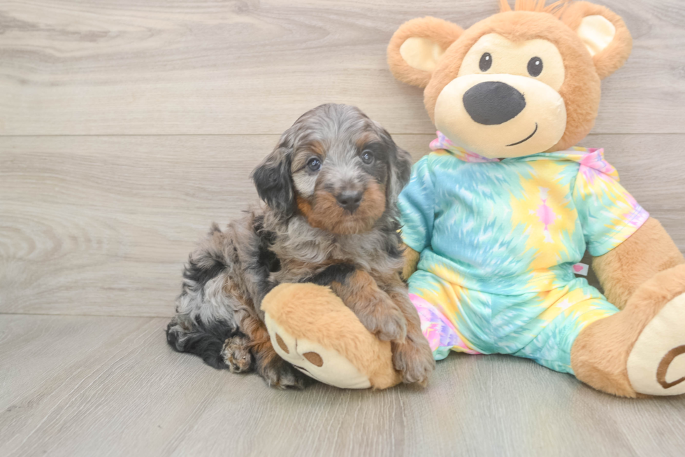 Mini Aussiedoodle Puppy for Adoption