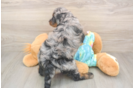 Funny Mini Aussiedoodle Poodle Mix Pup