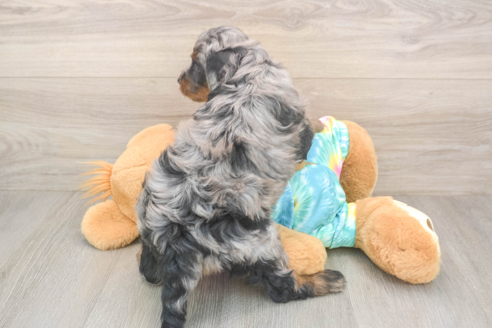 Funny Mini Aussiedoodle Poodle Mix Pup