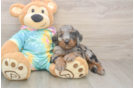 Mini Aussiedoodle Puppy for Adoption