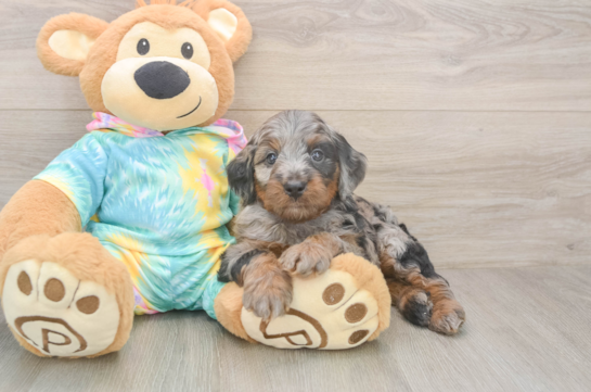 Mini Aussiedoodle Puppy for Adoption