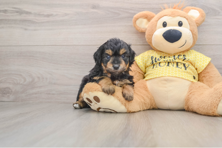 Mini Aussiedoodle Pup Being Cute