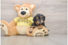 Small Mini Aussiedoodle Baby