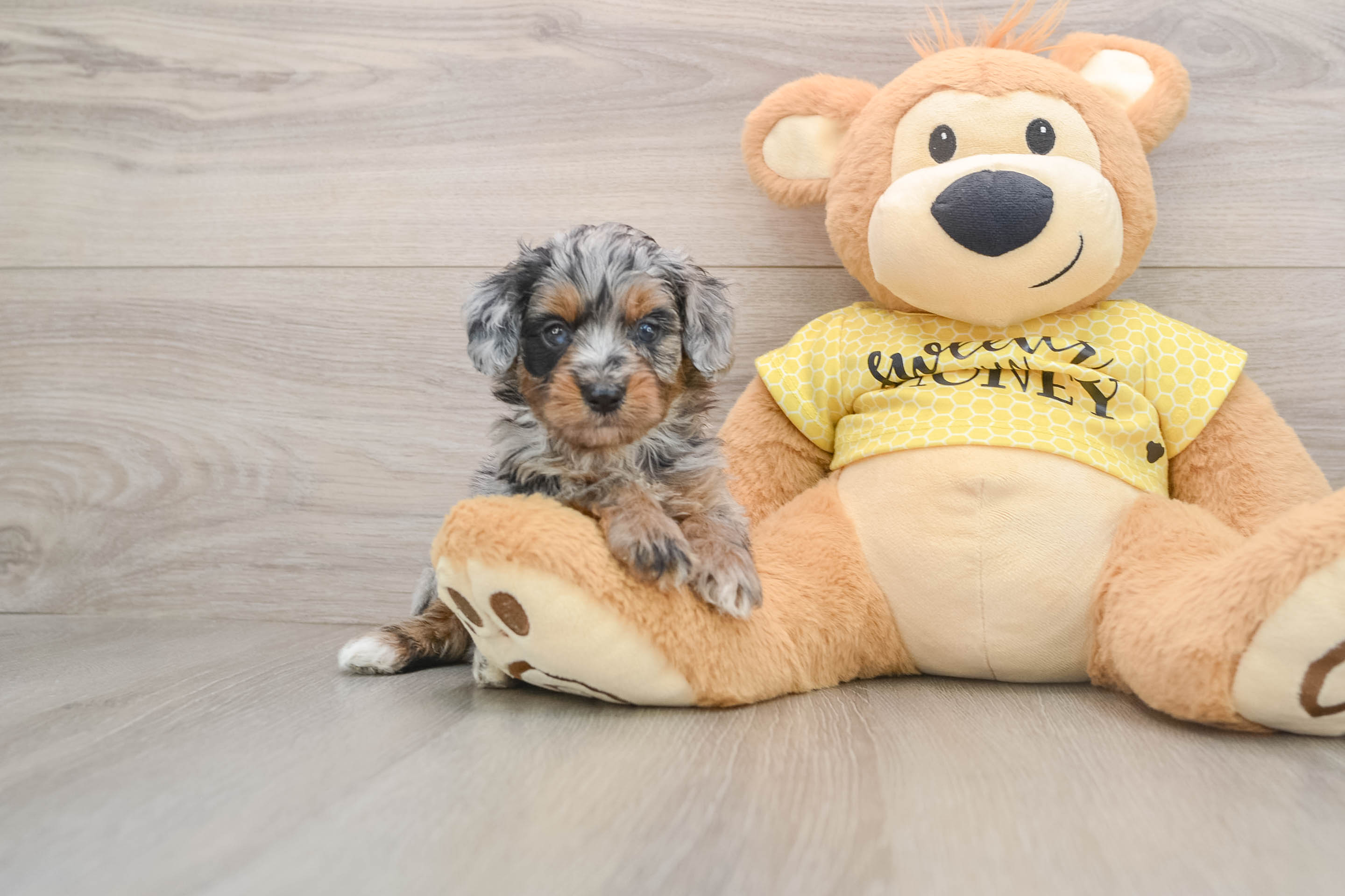 Mini Aussiedoodle Puppy for Adoption