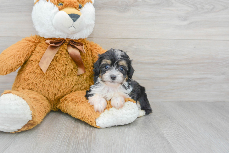 Meet Crash - our Mini Aussiedoodle Puppy Photo 1/3 - Puppy Love PR Popular Mini Aussiedoodle Poodle Mix Pup