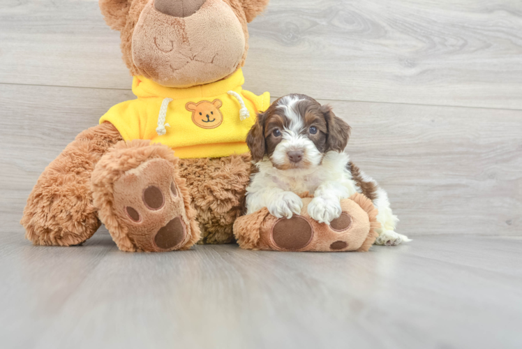 Small Mini Aussiedoodle Baby