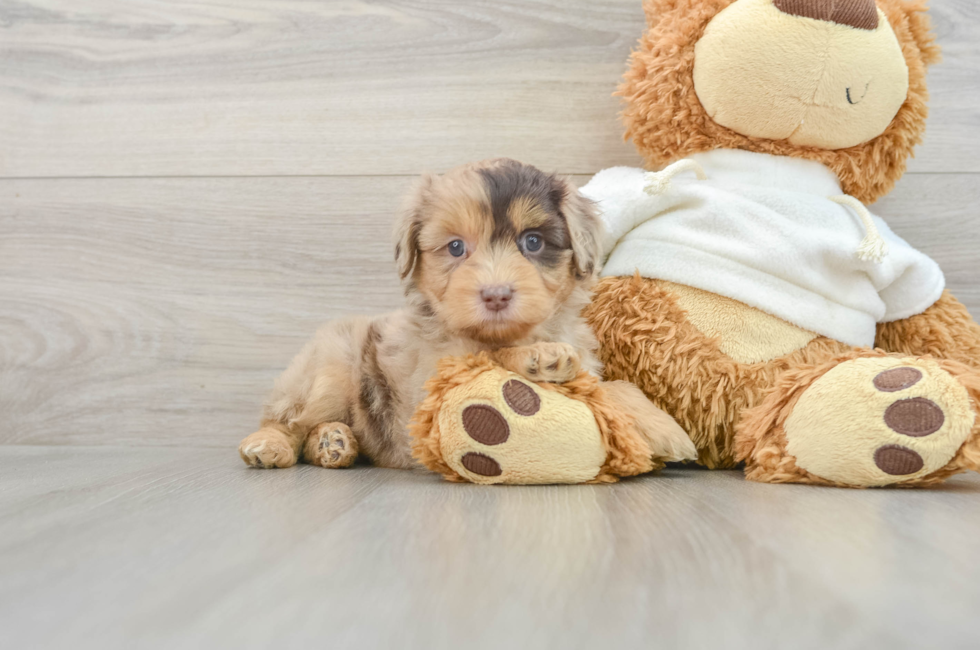 7 week old Mini Aussiedoodle Puppy For Sale - Puppy Love PR