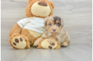 Funny Mini Aussiedoodle Poodle Mix Pup