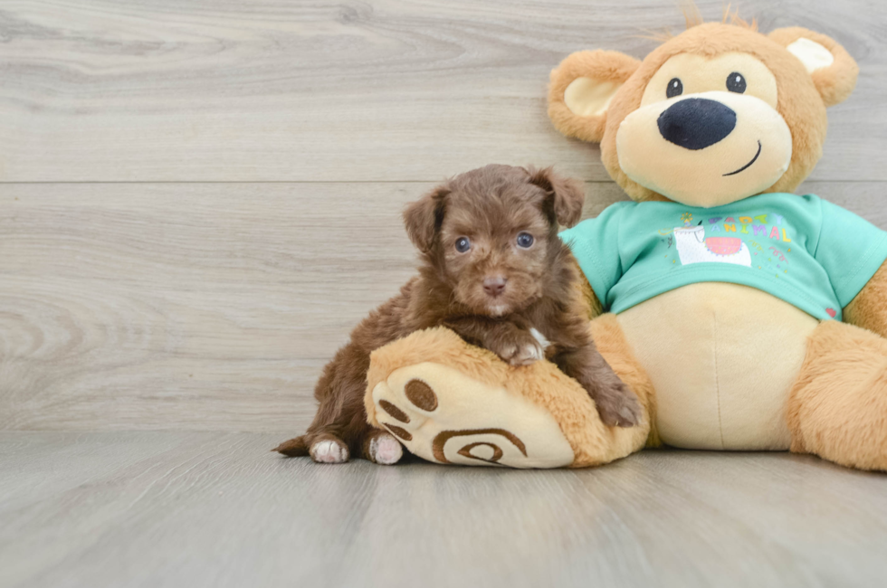 5 week old Mini Aussiedoodle Puppy For Sale - Puppy Love PR