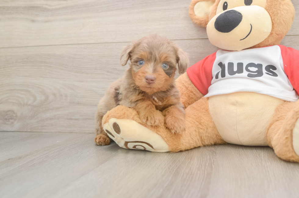 5 week old Mini Aussiedoodle Puppy For Sale - Puppy Love PR