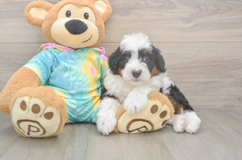 5 week old Mini Aussiedoodle Puppy For Sale - Puppy Love PR