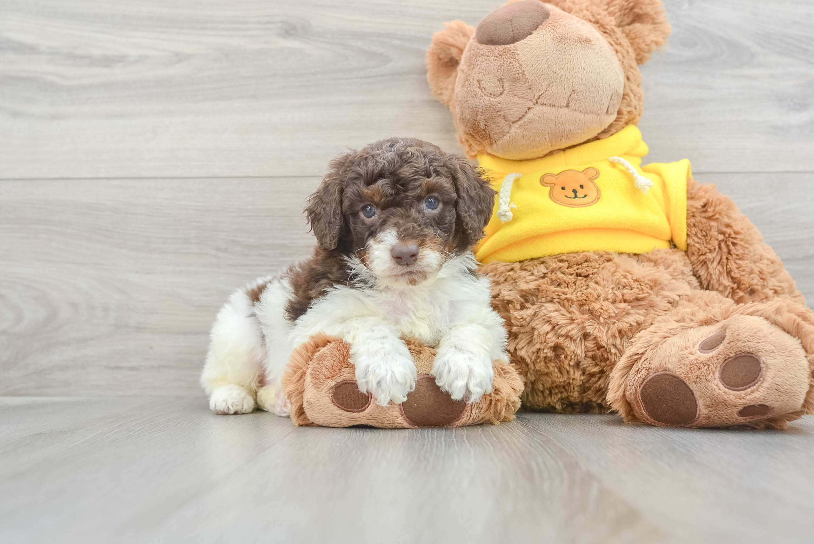 Mini Aussiedoodle Pup Being Cute