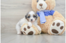 Friendly Mini Aussiedoodle Baby