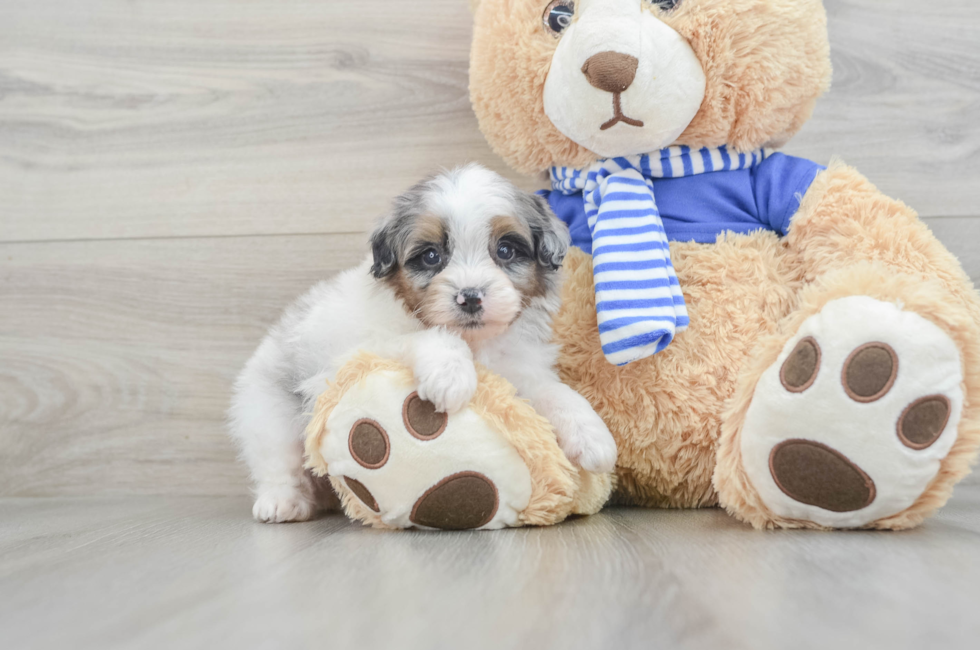 9 week old Mini Aussiedoodle Puppy For Sale - Puppy Love PR