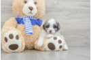 Funny Mini Aussiedoodle Poodle Mix Pup