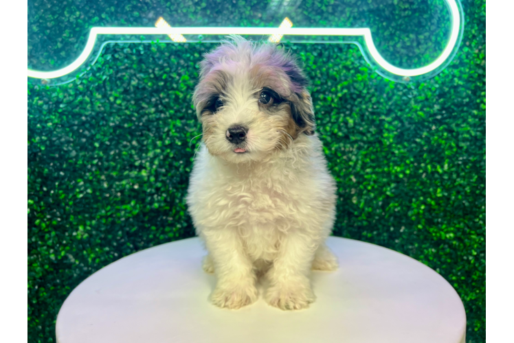 Mini Aussiedoodle Puppy for Adoption