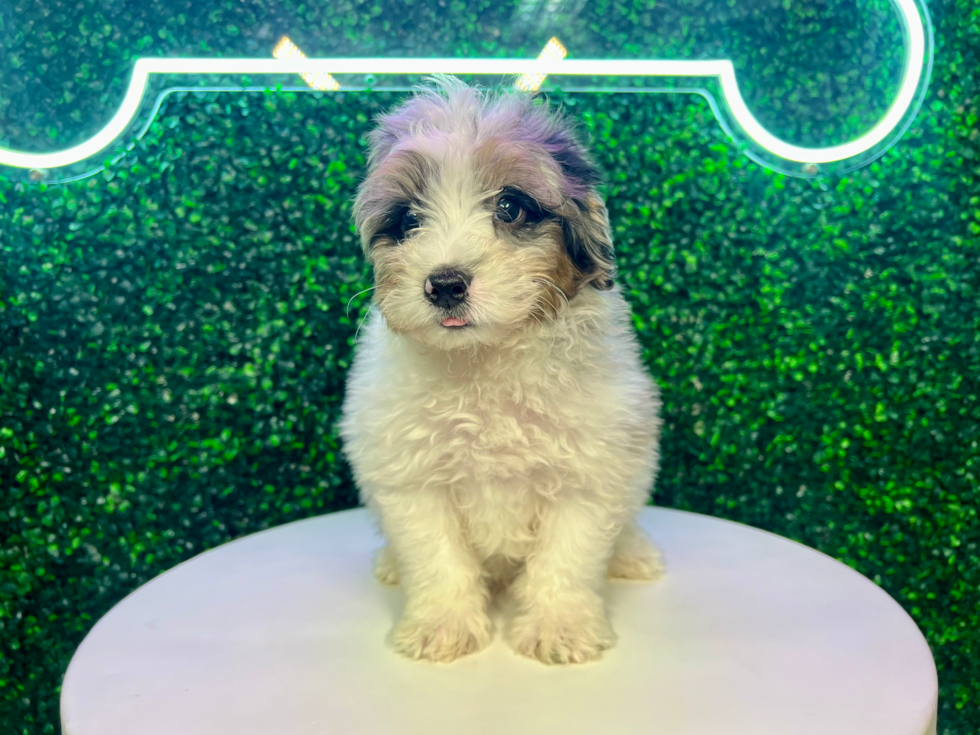 Mini Aussiedoodle Puppy for Adoption