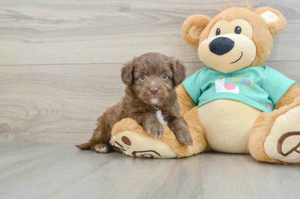 5 week old Mini Aussiedoodle Puppy For Sale - Puppy Love PR