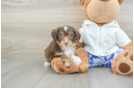 Energetic Aussie Poo Poodle Mix Puppy