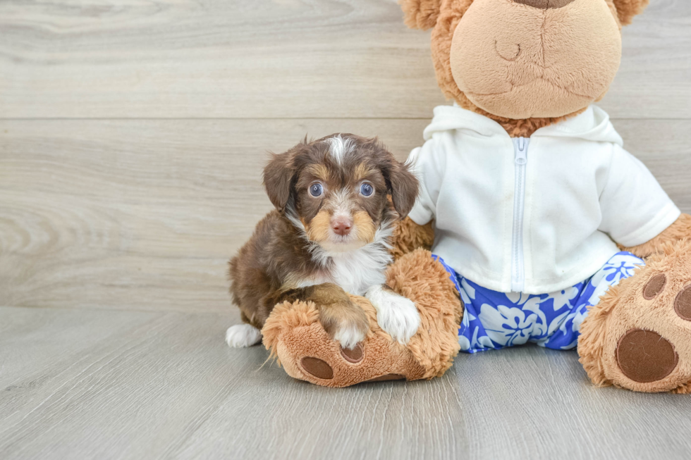 Energetic Aussie Poo Poodle Mix Puppy