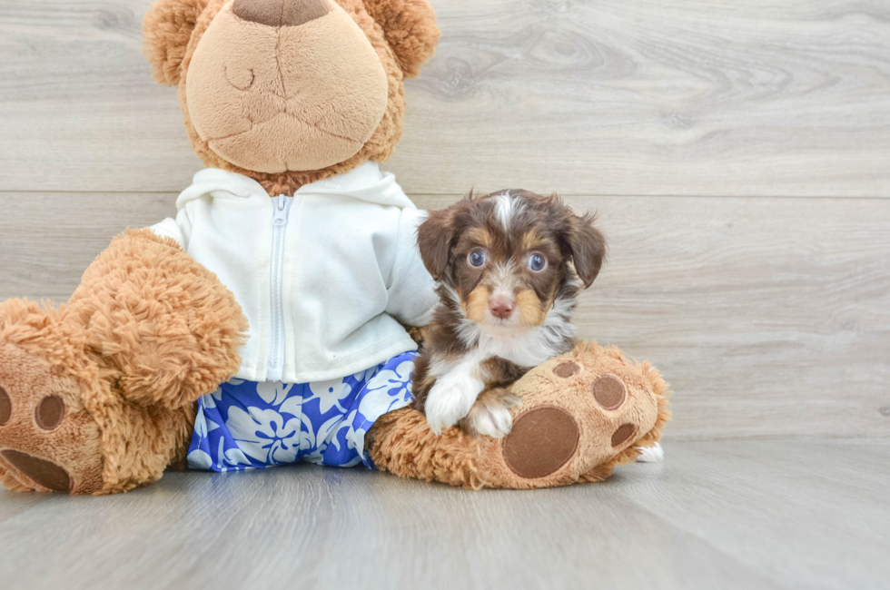 6 week old Mini Aussiedoodle Puppy For Sale - Puppy Love PR