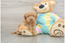 Best Mini Aussiedoodle Baby