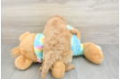 Mini Aussiedoodle Puppy for Adoption