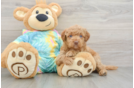 Mini Aussiedoodle Puppy for Adoption