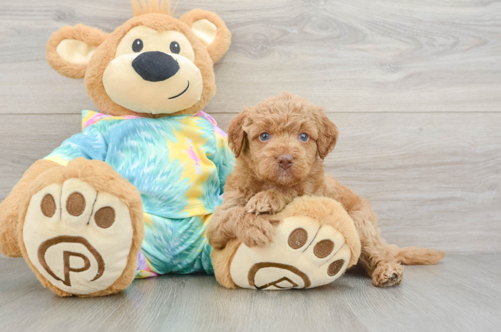 5 week old Mini Aussiedoodle Puppy For Sale - Puppy Love PR