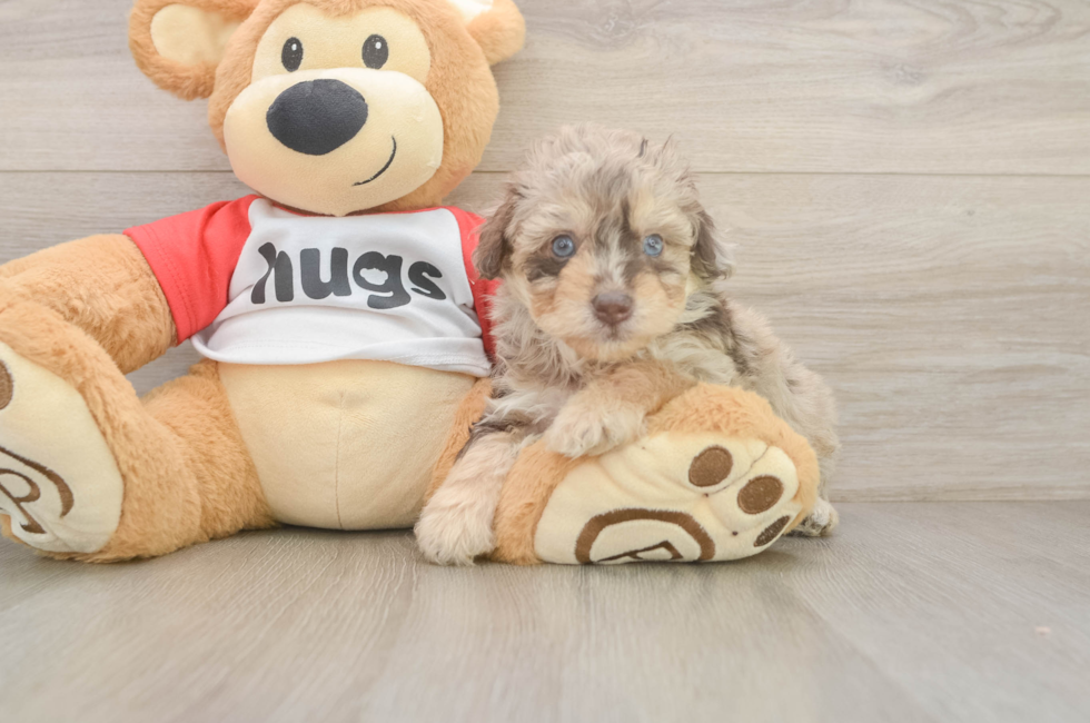 5 week old Mini Aussiedoodle Puppy For Sale - Puppy Love PR