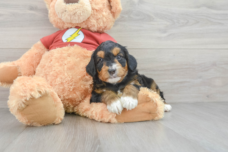 Meet Creed - our Mini Aussiedoodle Puppy Photo 1/3 - Puppy Love PR Best Mini Aussiedoodle Baby