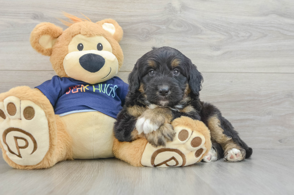 6 week old Mini Aussiedoodle Puppy For Sale - Puppy Love PR