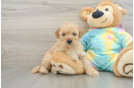 Best Mini Aussiedoodle Baby