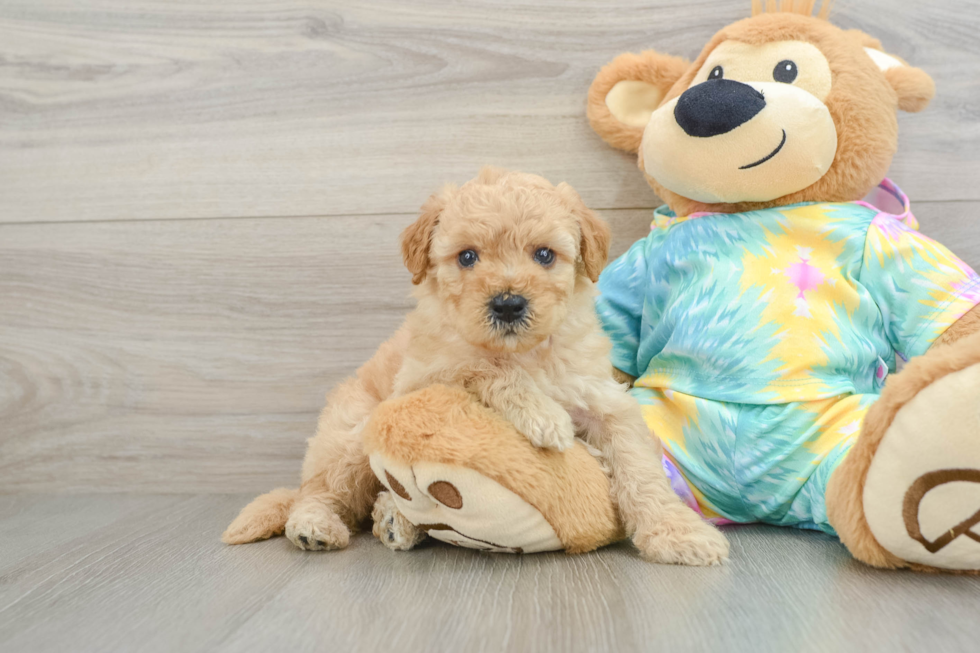 Best Mini Aussiedoodle Baby