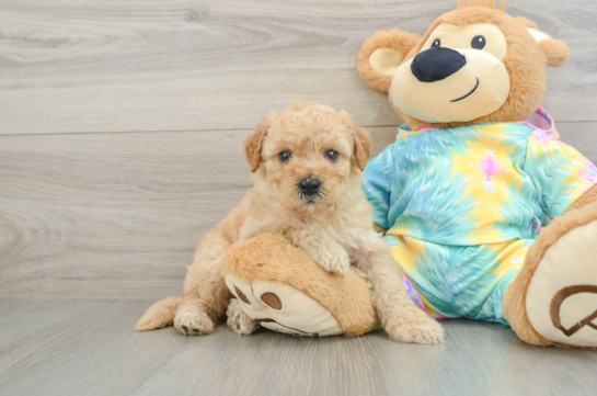 Best Mini Aussiedoodle Baby